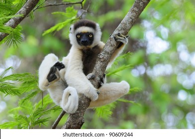 Dancing Sifaka (Lemur) In A Tree