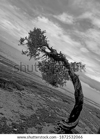 Similar – Image, Stock Photo Wind from right Tree Coast