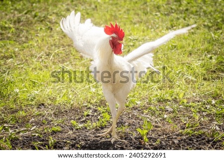 dancing white rooster on the grass. funny animal photograph.