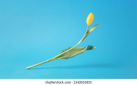 Dancing yellow tulip studio shot on blue background. Fresh spring tulip flower rising up from the ground abstract photo