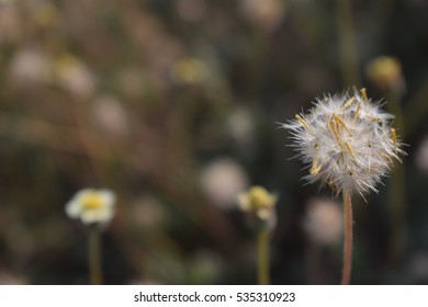 Dandelion