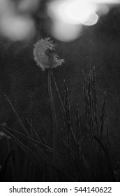 Dandelion