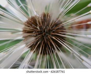 dandelion