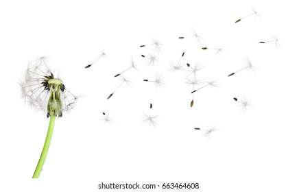 Dandelion Isolated Images Stock Photos Vectors Shutterstock