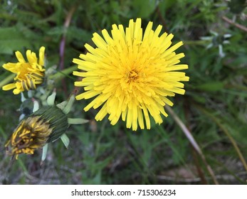 dandelion