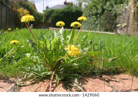 dandelion