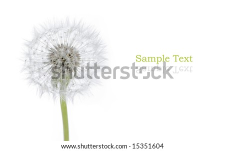 dandelion