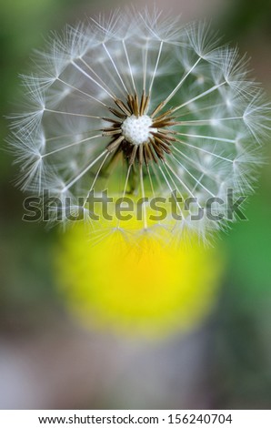 dandelion Life Harmonious