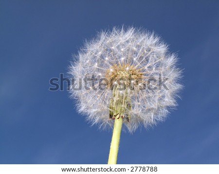 Dandelion