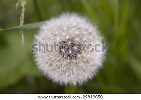 Dandelion