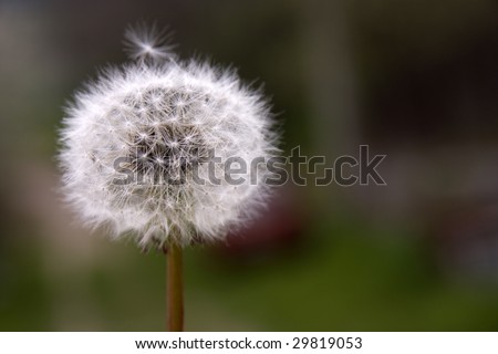 Dandelion
