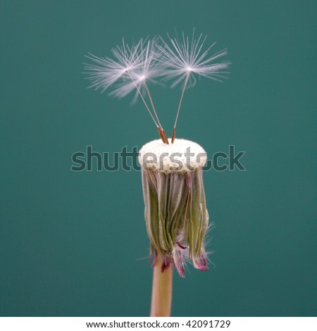 A dandelion