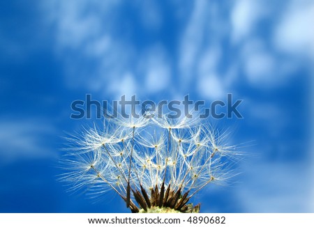 Similar – Nahaufnahme einer Pusteblume im Sonnenlicht vor blauem Himmel