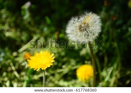 Dandelion.