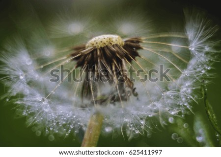 Similar – poppy seed capsules plants