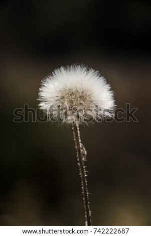 dandelion