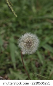 Dandelion About To Blow Away