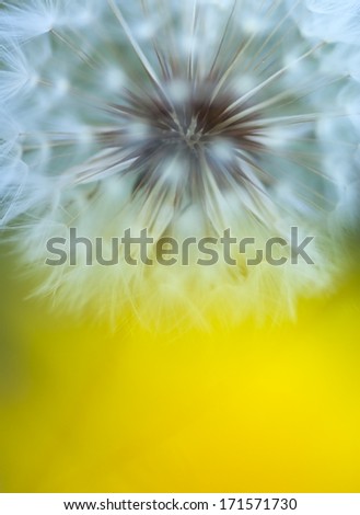 Similar – Spring meadow with blooming dandelion and lush green grass in the sunshine