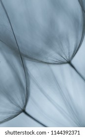 Dandelion abstract background. Shallow depth of field. Spring backround
