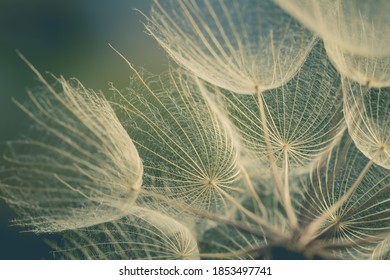 Dandelion Abstract Background. Shallow Depth Of Field. Spring Background.