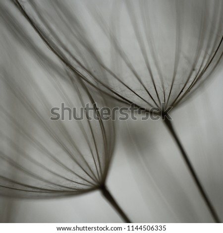 Similar – Image, Stock Photo white porcupine Cactus