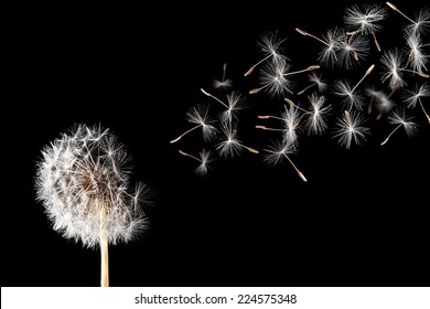 A dandelion against a black background.