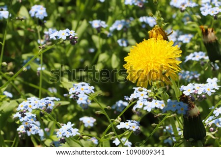 Dandelion Among Blue Flowers
