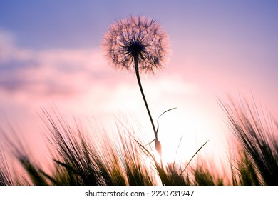 Dandelion among the grass against the sunset sky. Nature and botany of flowers - Powered by Shutterstock