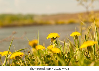 Dandelion, The Aster Family, On The Shore Of The Lake.