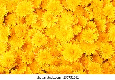Dandelion background - Powered by Shutterstock