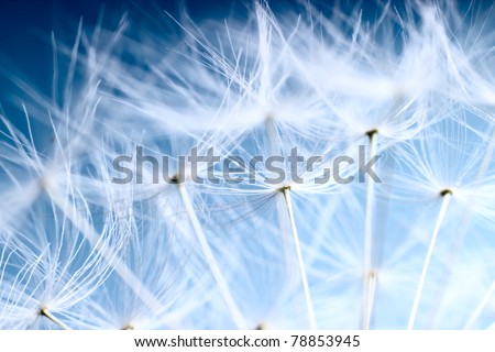 The Dandelion background.Abstract dandelion seeds over blue sky