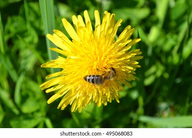 dandelion with bee, dandelion