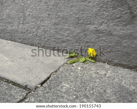 Similar – Mauerblümchen Farbfoto