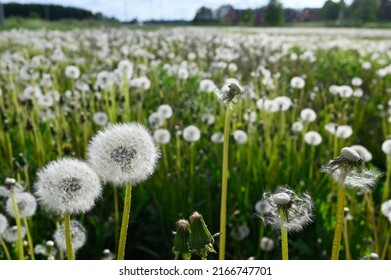 dandelion blowballs or seed heads on a meadow in summer