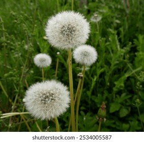 dandelion blowballs or silver fluffy seed heads in the meadows in springtime. Dandelion clocks in the lawn - Powered by Shutterstock