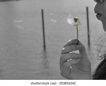 Dandelion blowing