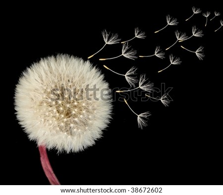 dandelion blowing