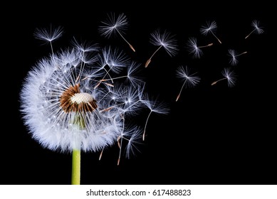 Dandelion blowing on black background