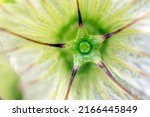 Dandelion with blown seeds, close-up macro background.
