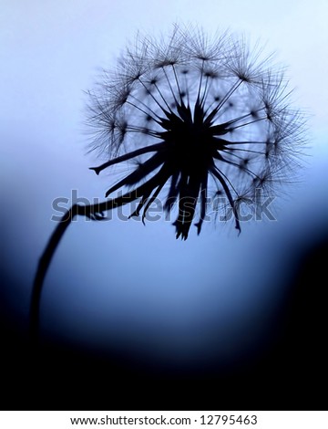 Similar – Nahaufnahme einer Pusteblume im Sonnenlicht vor blauem Himmel