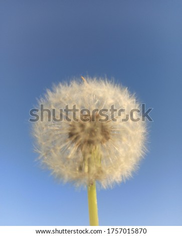 Nose cleaner? Flower Grass