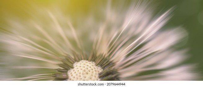 Dandelion blurred banner macro background. Flower closeup at sunset - Shutterstock ID 2079644944