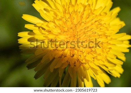 Similar – Image, Stock Photo 20.04.09 Plant Flower