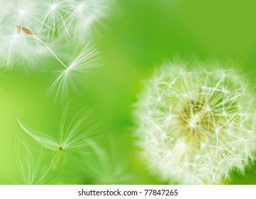 Dandelion Breaking Free