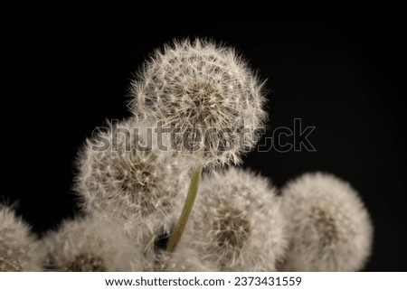 Dandelion with a breeze blowing the seeds in a studio on a black background.