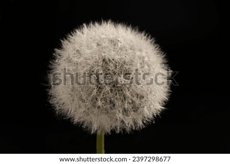Dandelion with a breeze blowing the seeds in a studio on a black background.