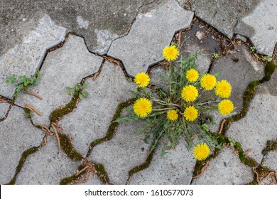 Dandelion Bush Grows In The Pavement Tiles Close-up. A Flower Breaks Through A Pavement Slab-a Concept Of Perseverance And The Power Of Nature.