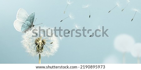 Dandelion and butterfly closeup with seeds blowing away in the wind. Pale Retro toning