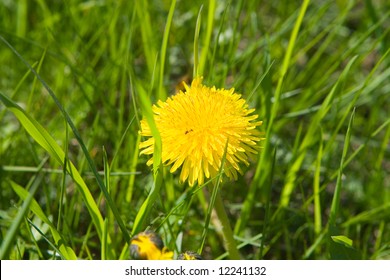 dandelion by springtime