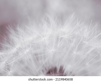 Dandelion cap with seeds closeup. Light summer floral background. Airy and fluffy wallpaper. Tinted backdrop. Dandelion fluff  wallpaper. Macro